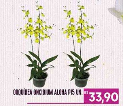 Oferta Orquídea Oncidium Aloha P15 Un. na Proenca Supermercados