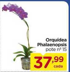 Oferta Orquídea Phalaenopsis na Carrefour