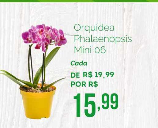 Oferta Orquídea Phalaenopsis Mini 06 na Oba Hortifruti