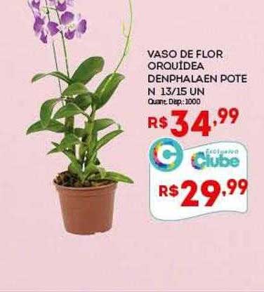 Oferta Vaso De Flor Orqu=dea Denphalaen Pote N 13 15 Un na Bistek  Supermercados