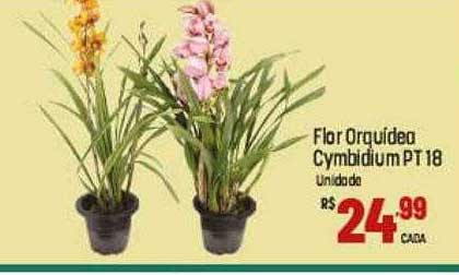 Oferta Flor Orquidea Cymbidium Pt 18 na Max Atacadista