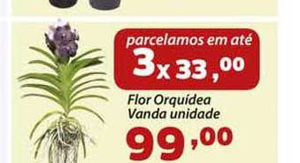 Confiança Supermercados Flor Orquídea Vanda Unidade