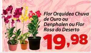 Oferta Flor Orquidea Chuva De Ouro Ou Denphalen Ou Flor Rosa Do Deserto na  Confiança Supermercados