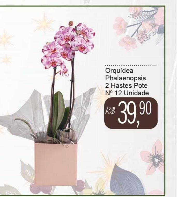 Oferta Orquídea Phalaenopsis 2 Hastes Pote N° 12 na Festval