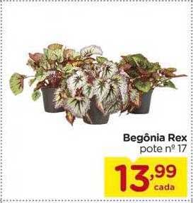 Oferta Begônia Rex na Carrefour