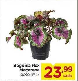 Oferta Begônia Rex Macarena na Carrefour