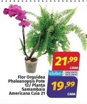 Oferta Flor Orquidea Phalaenopsis Pote 12 Planta Samambaia Americana Cuia  21 na Supermercados Cidade Cancao