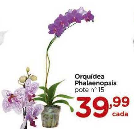 Oferta Orquidea Phalaenopsis na Carrefour