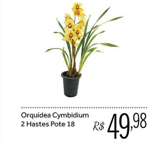 Oferta Orquídea Cymbidium 2 Hastes Pote 18 na Beal
