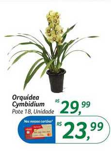 Supermercados Big Compra Orquídea Cymbidium