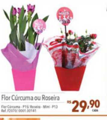 Oferta Flor Cúrcuma Ou Roseira na Supermercados Condor