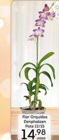 Oferta Flor Orquídea Denphalen Pote 12-15 na Supermercados Tauste