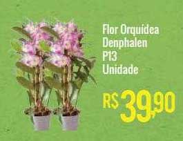 Oferta Flor Orquídea Denphalen P13 Unidade na Mart Minas