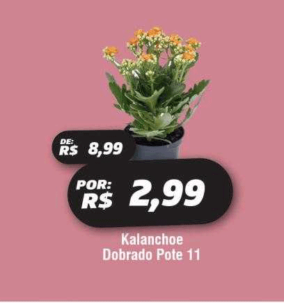 Oferta Kalanchoe Dobrado Pote 11 na Royal Supermercados