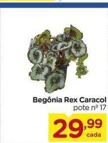 Oferta Begônia Rex Caracol na Carrefour