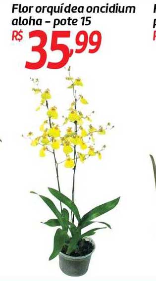 Oferta Flor Orquídea Oncidium Aloha Pote 15 na Atacadao