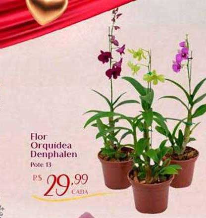Oferta Flor Orquidea Denphalen na Super Muffato