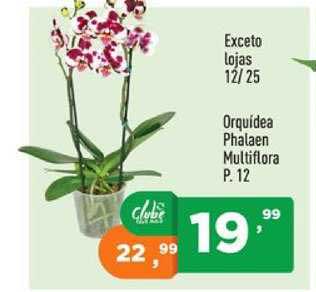 Supermercados Pague Menos Orquidea Phalaen Multiflora