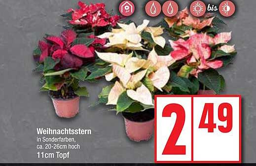 Weihnachtsstern