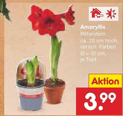 Amaryllis Ritterstern