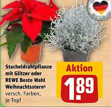 Stacheldrahtpflanze mit Glitzer oder REWE Beste Wahl Weihnachtsstern