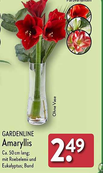 GARDENLINE Amaryllis