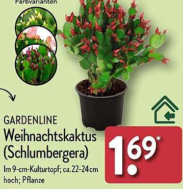 GARDENLINE Weihnachtskaktus (Schlumbergera)