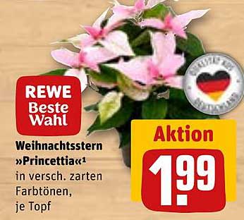 Weihnachtsstern „Princettia“