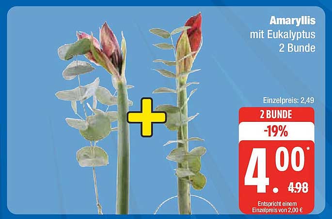 Amaryllis mit Eukalyptus 2 Bunde