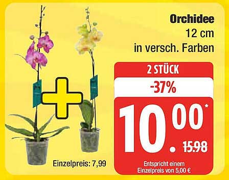 Orchidee