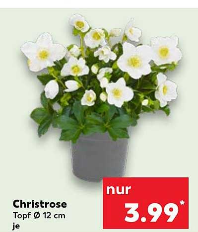 Christrose