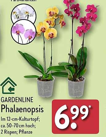 GARDENLINE Phalaenopsis