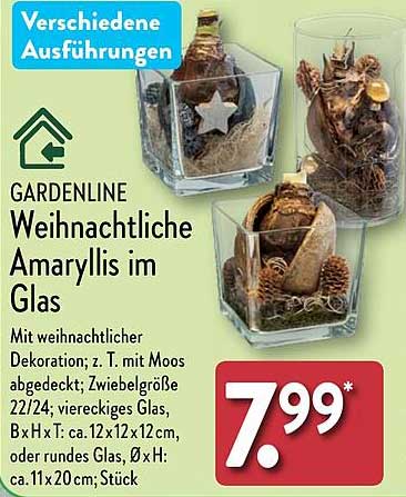 GARDENLINE Weihnachtsliche Amaryllis im Glas