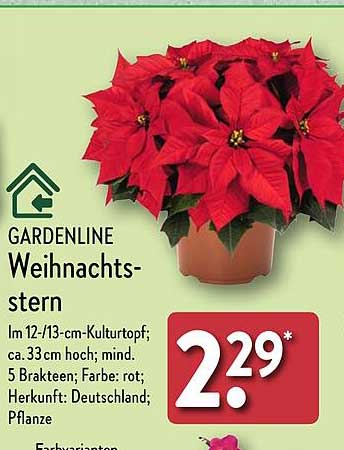 GARDENLINE Weihnachtsstern