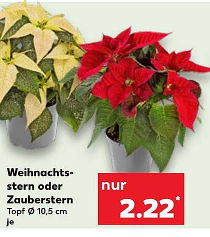 Weihnachtsstern oder Zauberstern