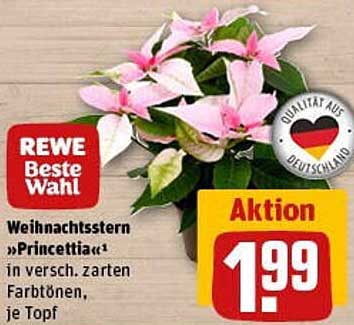 Weihnachtsstern „Princettia“