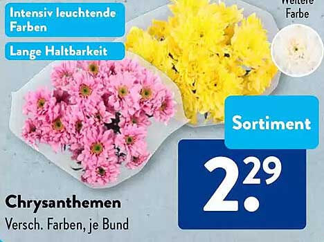 Chrysanthemen