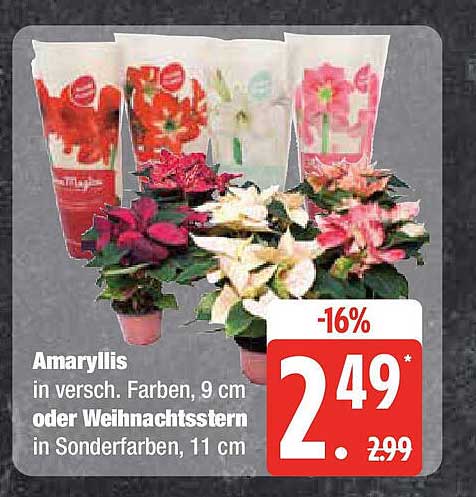 Amaryllis oder Weihnachtsstern