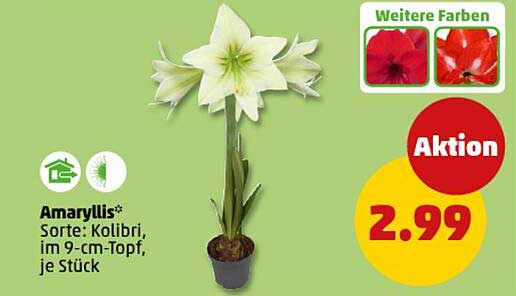 Amaryllis* Sorte: Kolibri