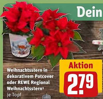 Weihnachtstern in dekorativem Potcover oder REWE Regional Weihnachtsstern