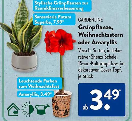 GARDENLINE Grünpflanze, Weihnachtsstern oder Amaryllis