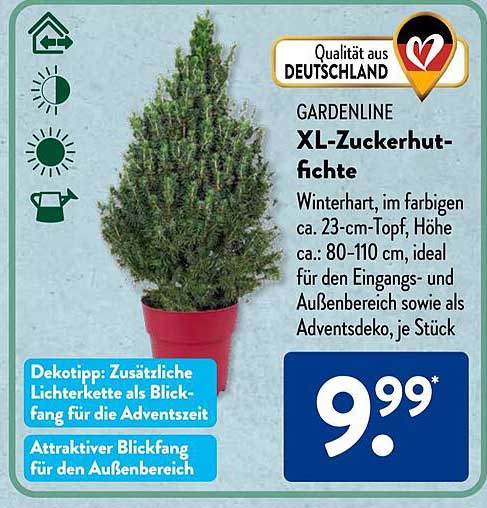 GARDENLINE XL-Zuckerhutfichte