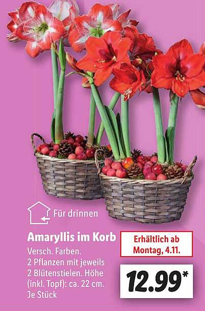 Amaryllis im Korb