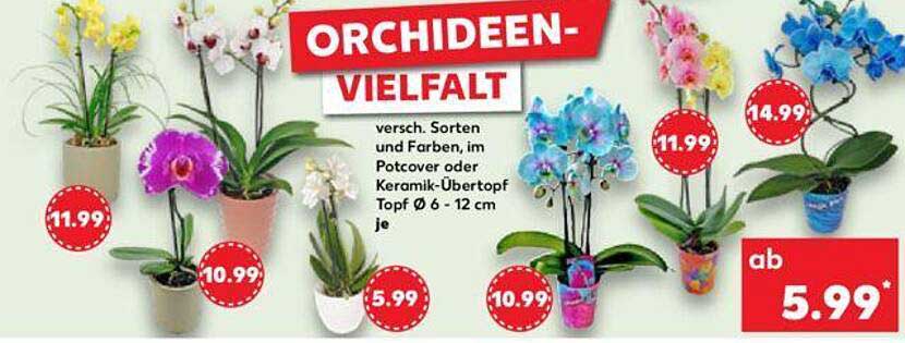 ORCHIDEEN-VIELFALT