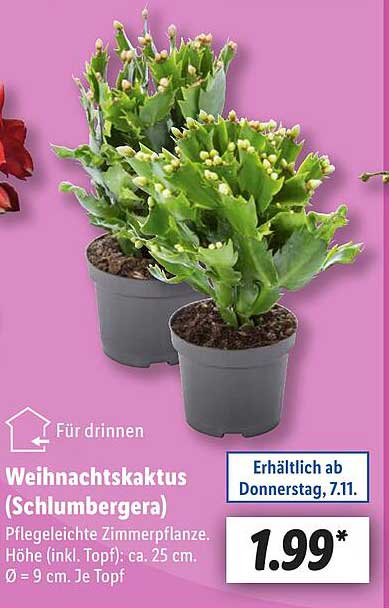 Weihnachtskaktus (Schlumbergera)