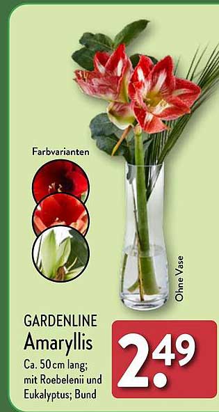 GARDENLINE Amaryllis