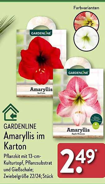 GARDENLINE Amaryllis im Karton