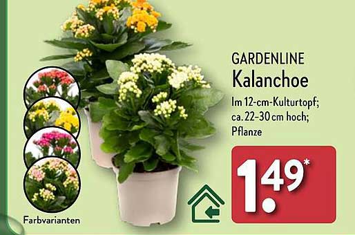 GARDENLINE Kalanchoe