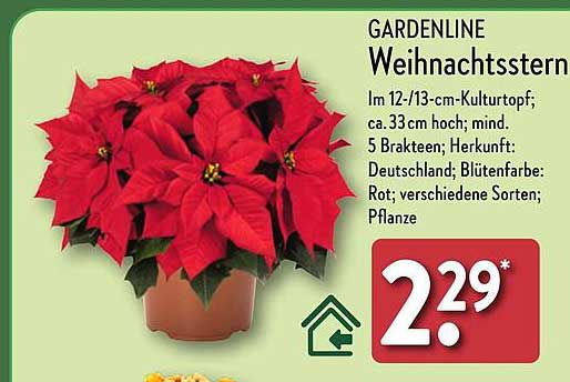 GARDENLINE Weihnachtsstern